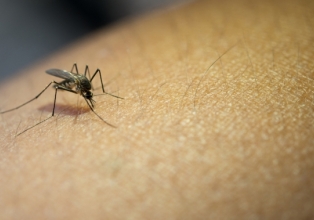 Santa Catarina tem 132 mil casos prováveis de dengue em 2024