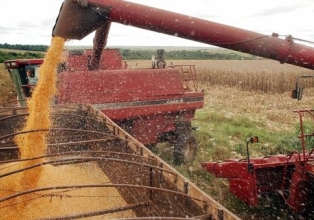 Produção de grãos deve se manter próximo a 7 milhões de toneladas na safra 2023/2024