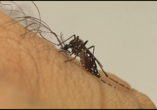 Casos de Larvas, mosquitos e pessoas com dengue aumenta no estado