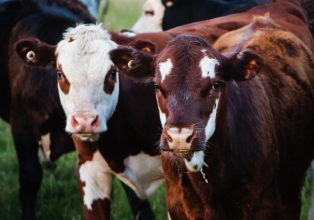 Santa Catarina investe mais de R$ 11,4 milhões na indenização de bovinos no primeiro quadrimestre de 2023