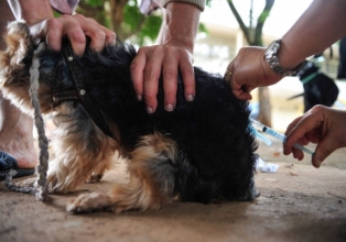 Brasil registra caso de raiva animal após 25 anos