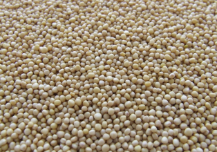 A proposta de regionalização do calendário de semeadura da soja foi aceita pelo Ministério da Agricultura e Pecuária