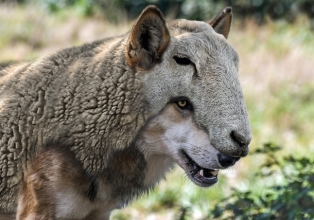 Lobo em pele de cordeiro - operadoras usam falso sinal de 5G
