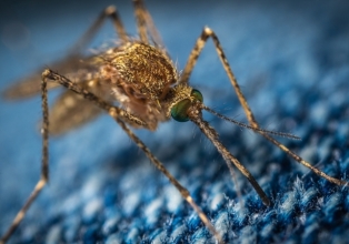 Encontrados novos focos do mosquito da dengue