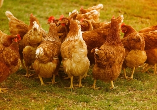 Gripe aviária: dois novos casos são confirmados pelo governo