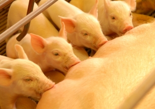 BRF produz carne suína com genética própria