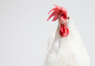 Ministro da agricultura afirma que não há risco com casos de gripe aviária
