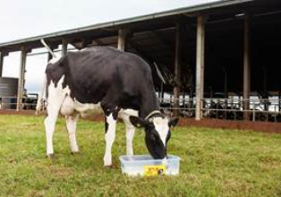 Conab está autorizada a comprar leite em pó em apoio a produtores