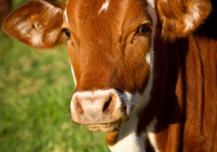 Abate de bovinos volta a subir e avança 7,5% em 2022, diz IBGE