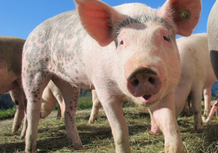 Santa Catarina exportou 62 mil e 300 toneladas de carne suína em agosto, alta de 15,8% 