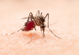 Após 2 anos de redução, número de mortes por dengue cresce no Brasil
