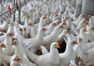 Gripe aviária em país vizinho acende alerta para produtores brasileiros