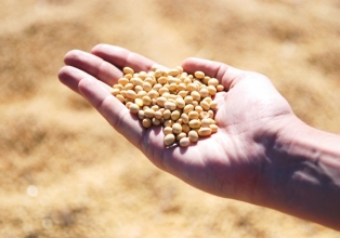 Boletim revela preços recordes do frete na colheita de soja deste ano