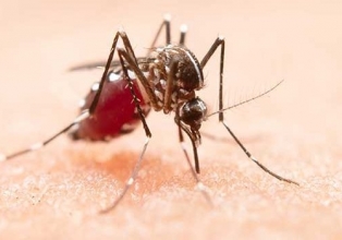 Mais de 70% das vítimas de dengue em SC são idosos