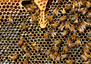 Engenheiro Agrônomo da Epagri Água Doce traz informações aos apicultores sobre manejo de primavera