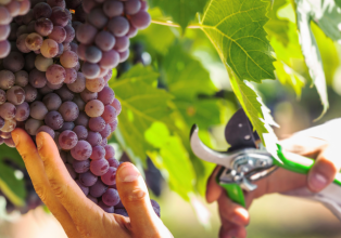 Videira espera colher mais de 7.500 toneladas de uva neste ano