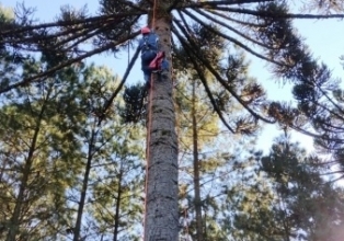 Homem fica preso em pinheiro ao tentar colher pinhão