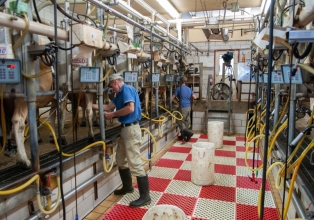 11º SBSBL debate principais doenças negligenciadas na bovinocultura de leite