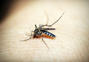 Dengue explode no Brasil e cenário é alarmante 