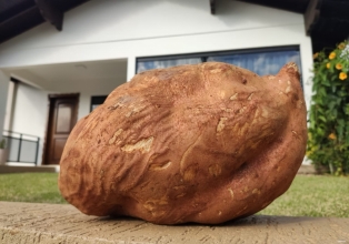 Batata Gigante no quintal, Trezetiliense colhe tubérculo de 7,5 kg