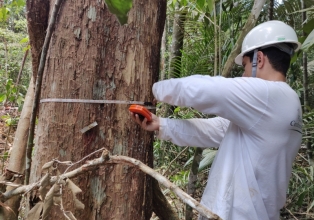 Concessão florestal é uma das soluções para combater o desmatamento ilegal no país
