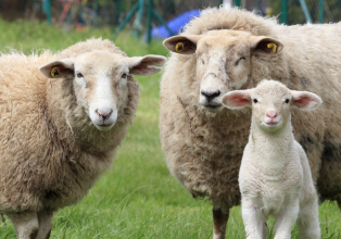 Dez ovelhas são furtadas em propriedade do interior do Município de Água Doce