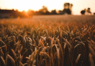 Produção nacional de trigo bate recorde