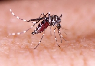 Confirmado o primeiro caso de dengue em Luzerna