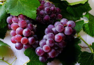 Venda de mudas de uvas acontece neste final de semana em Arroio Trinta 