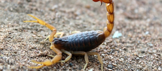 Escorpião-marrom, nova espécie é encontrada em Videira
